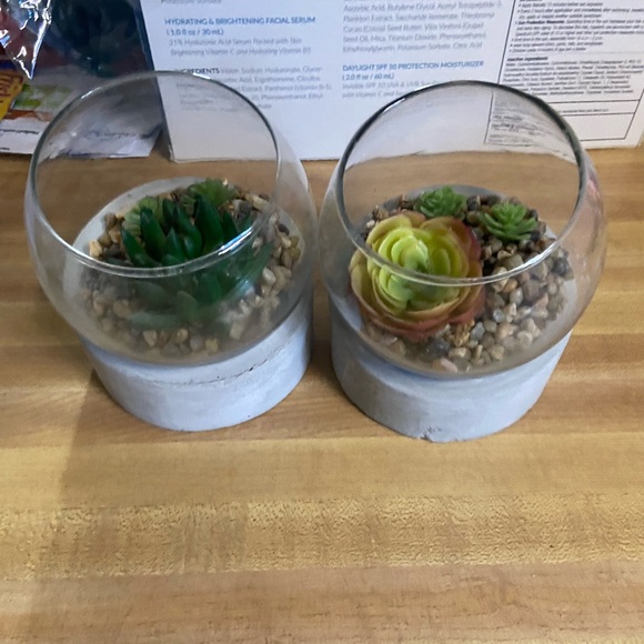 Other - succulent plants 2pk